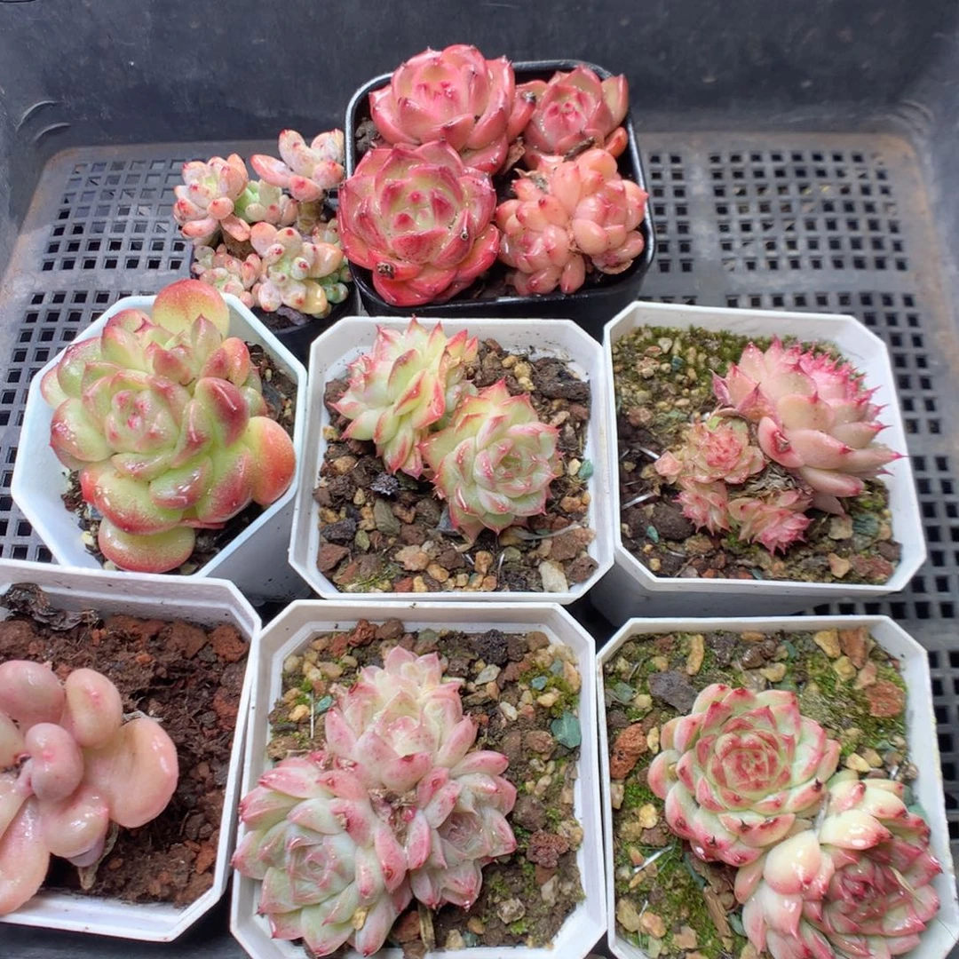 无花朵Q39yyyyyyyyyy