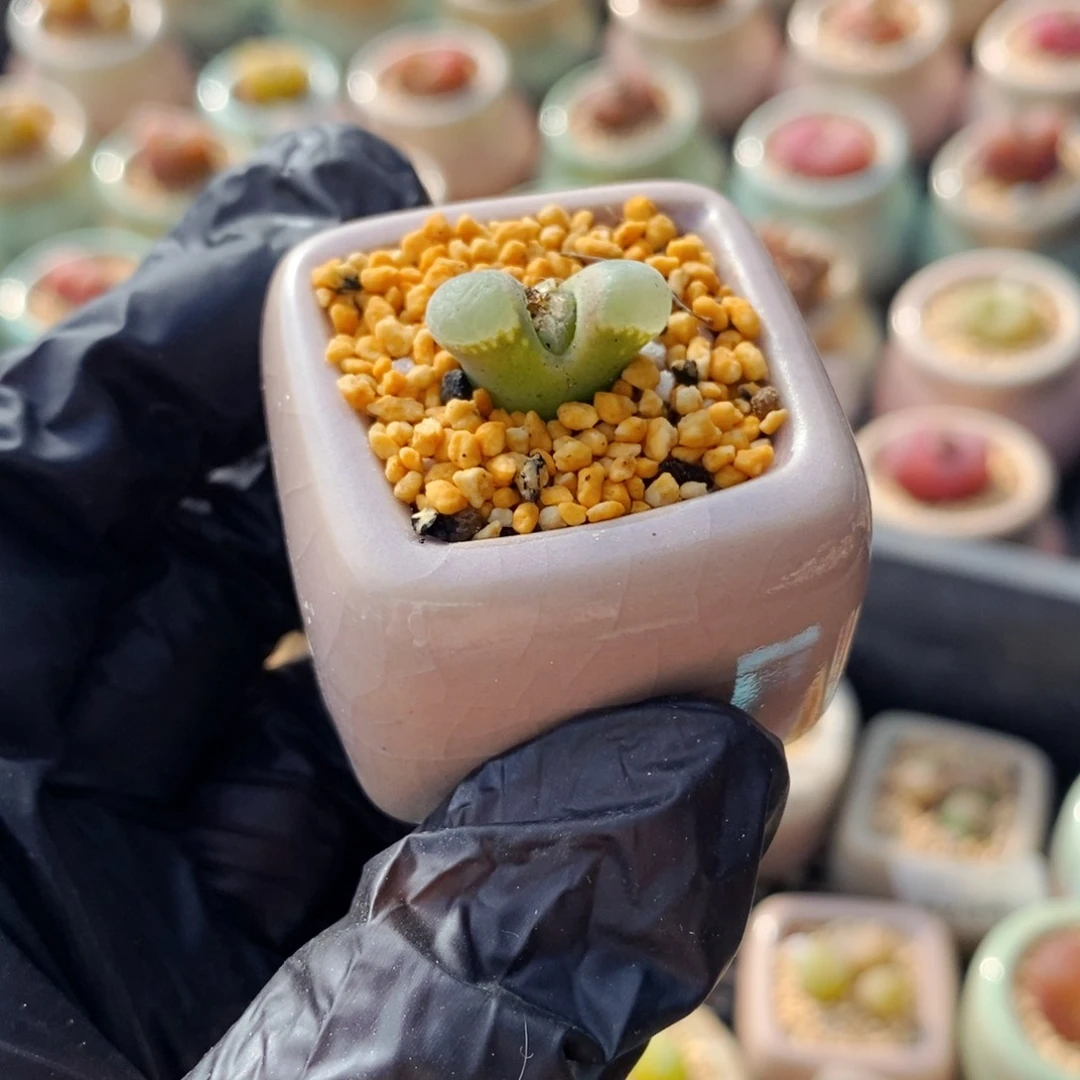 4258--一物一拍 带盆