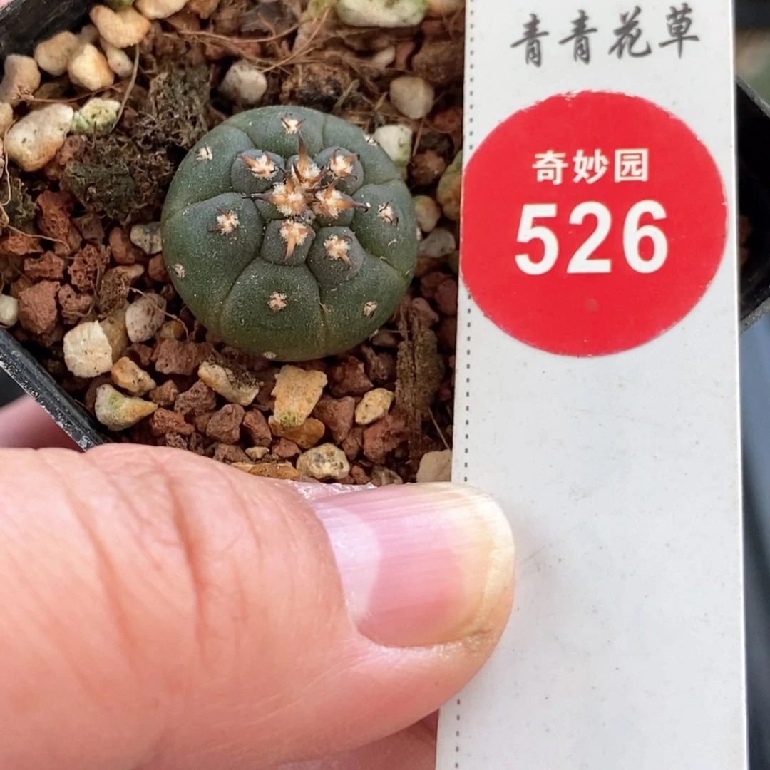 实生短刺猫爪1.9cm