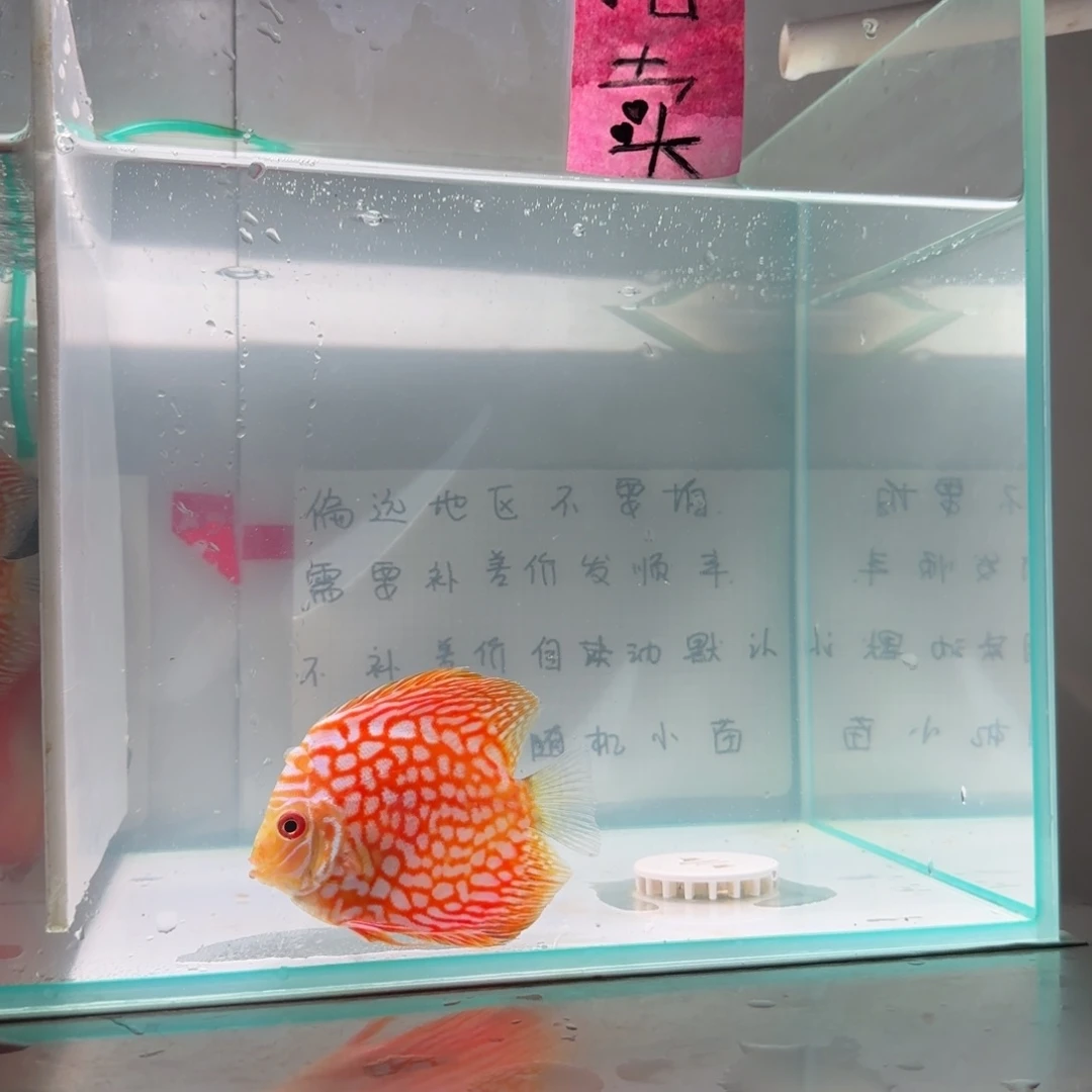 七彩神仙鱼肉身8左右，偏远地区不拍