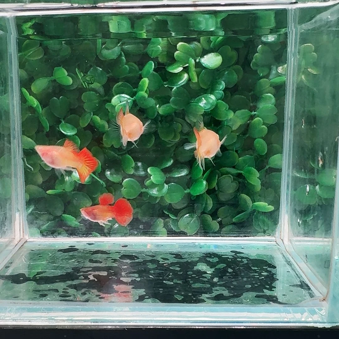 孔雀鱼红龙白子玻璃猫短球2对