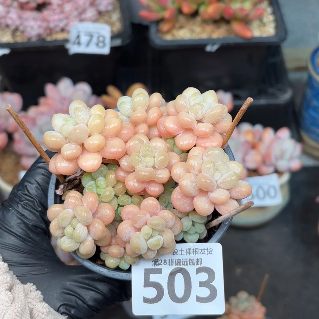 洛可可无盆土发货