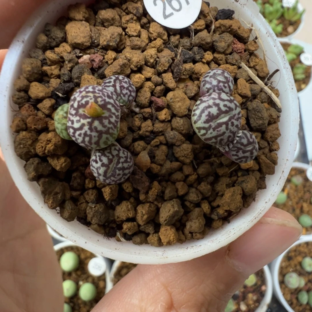 墨一颗脱土267000