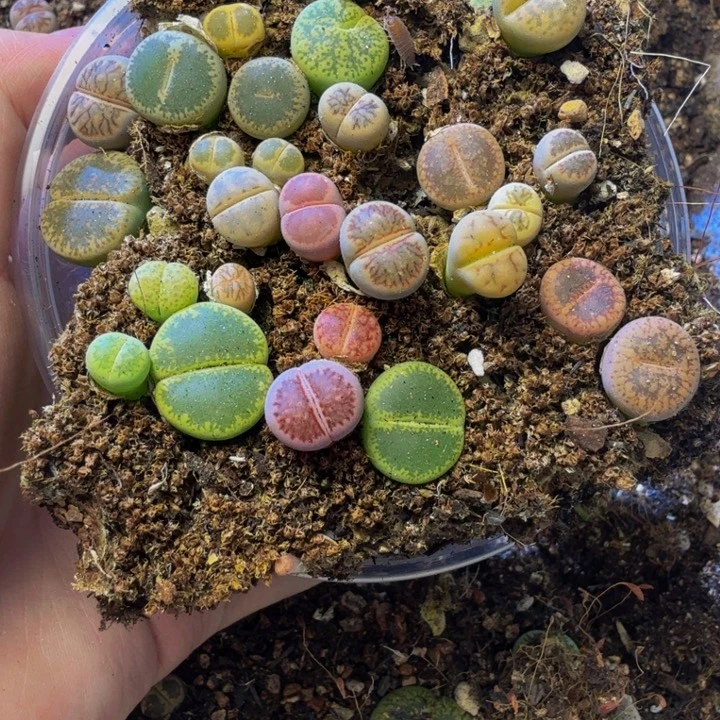 落***蝶多肉植物的生长发育10