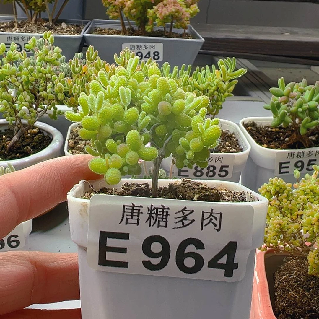 成*.蜜橘964。