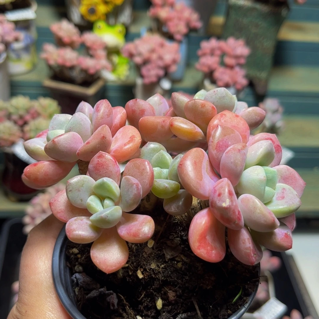 418花斑鹿12厘米多肉