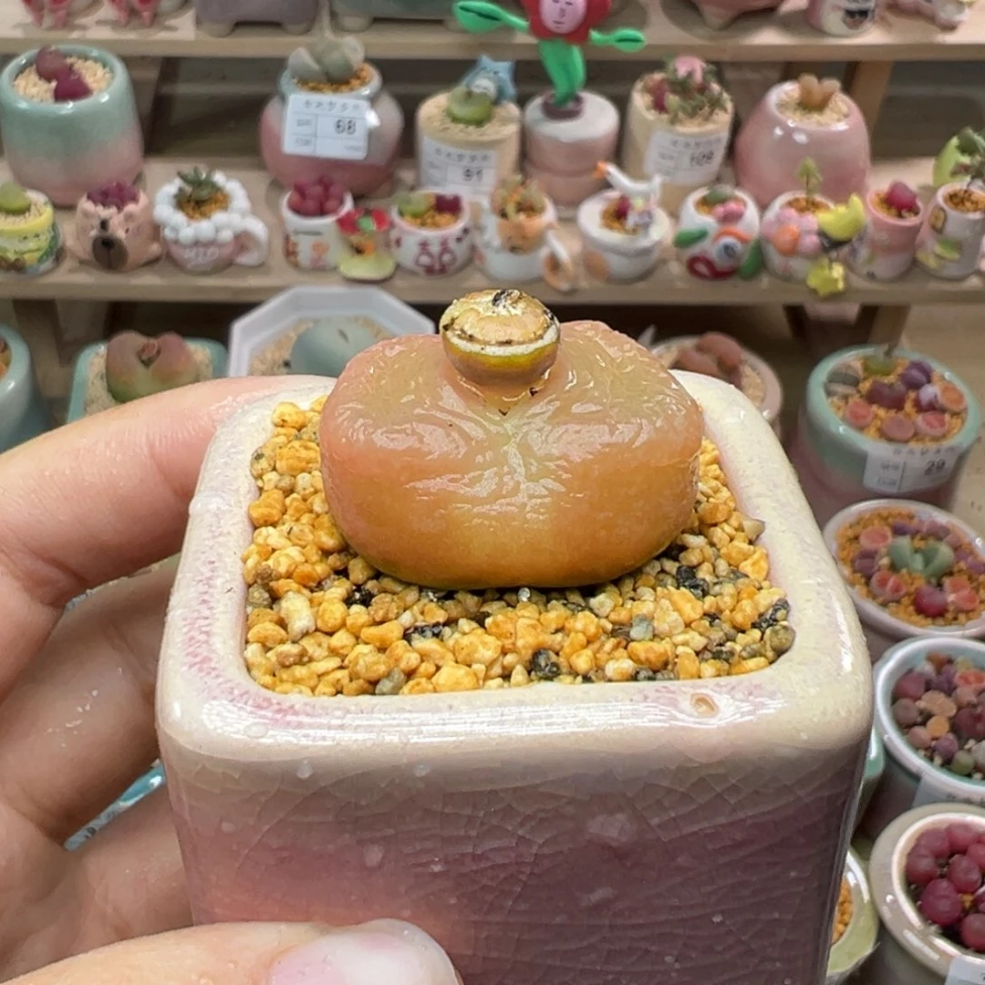 多肉植物116号粉贴地飞