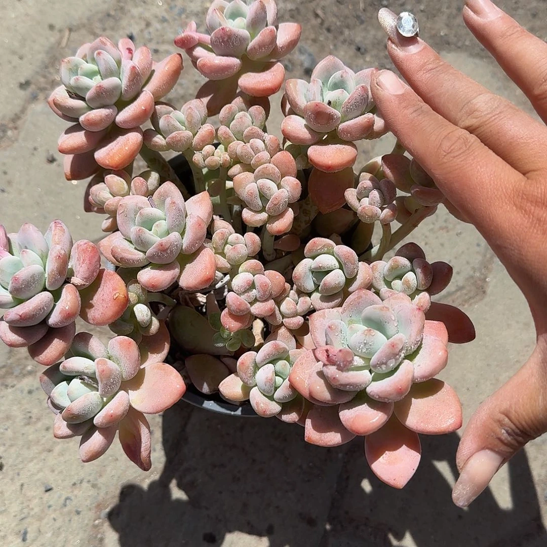 洛神大号多肉植物精品46.8