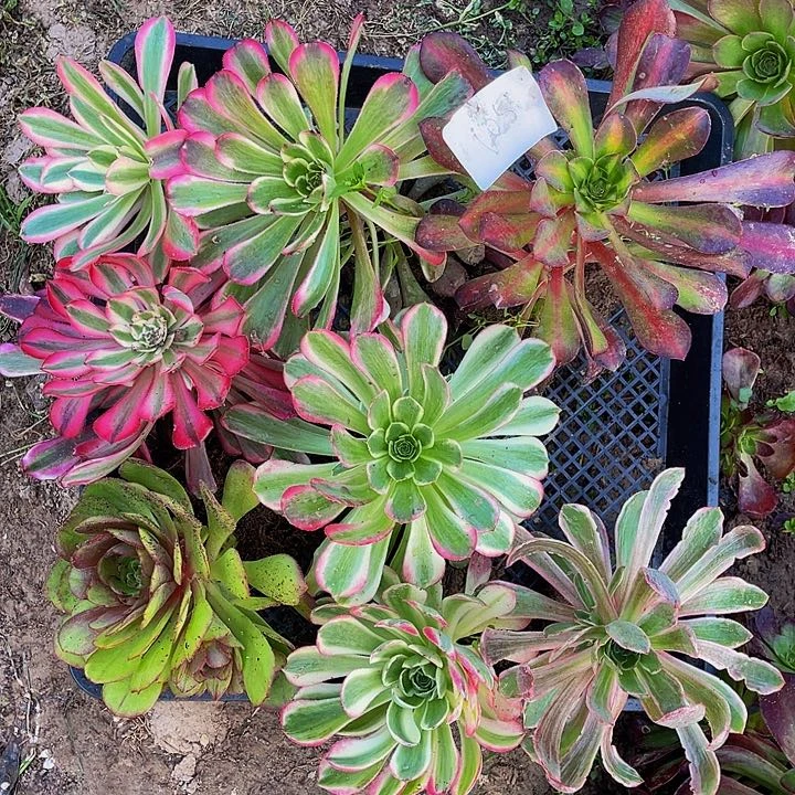 105 法师斤多肉组合8颗