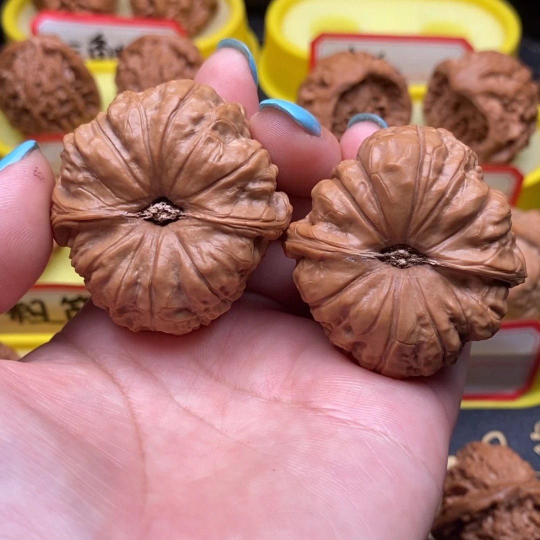 菩提籽类南瓜墩墩