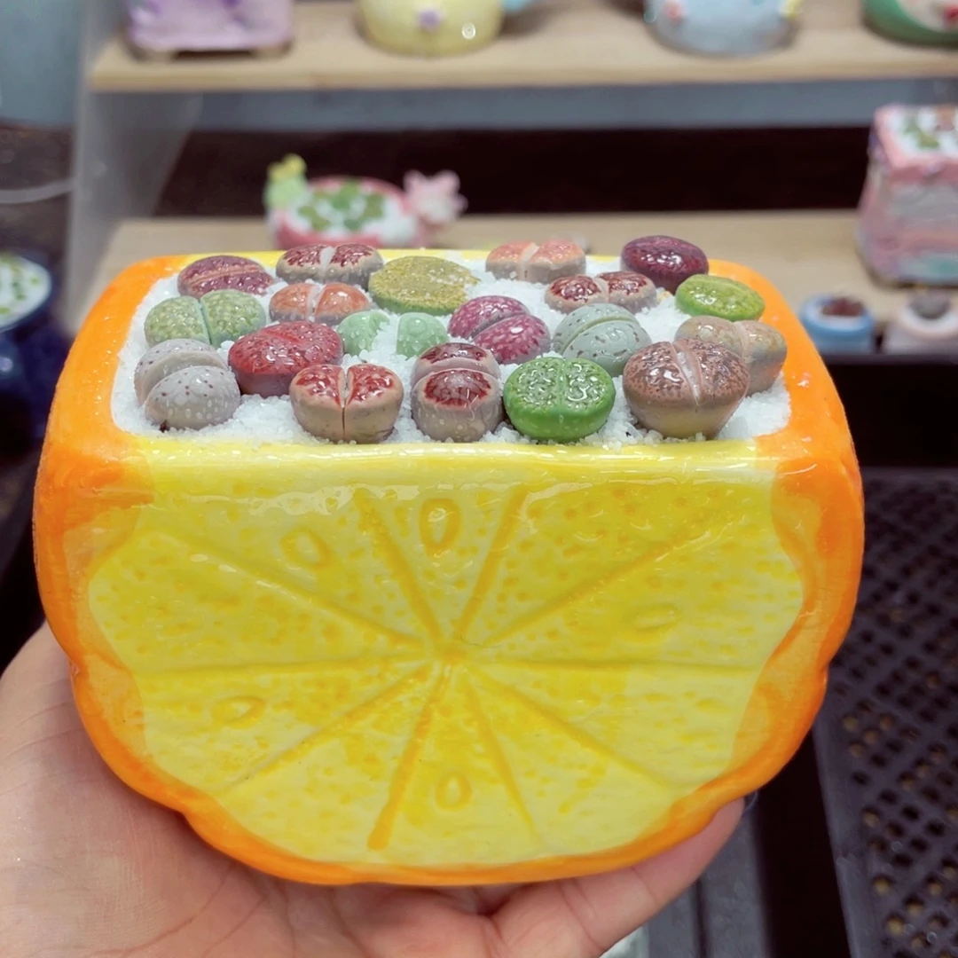 成品带盆土发货w9819