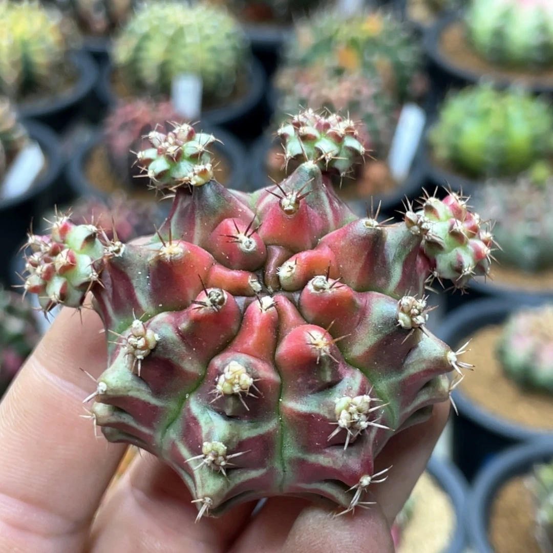 当前无花朵，栽培后可花朵粉红派