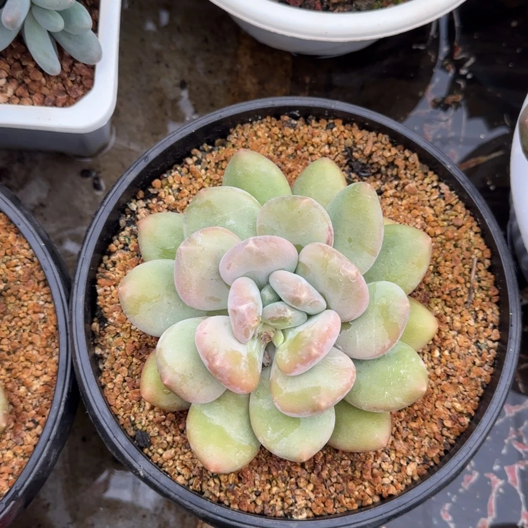 ****多肉植物多肉植物