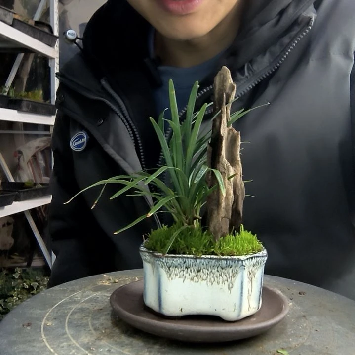 咕***?小盆景小植物一物一拍4