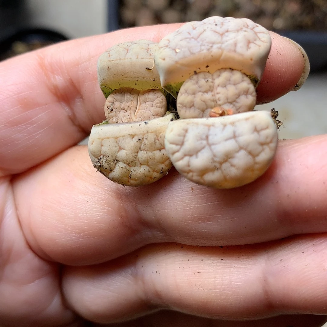 W415多肉植物保护