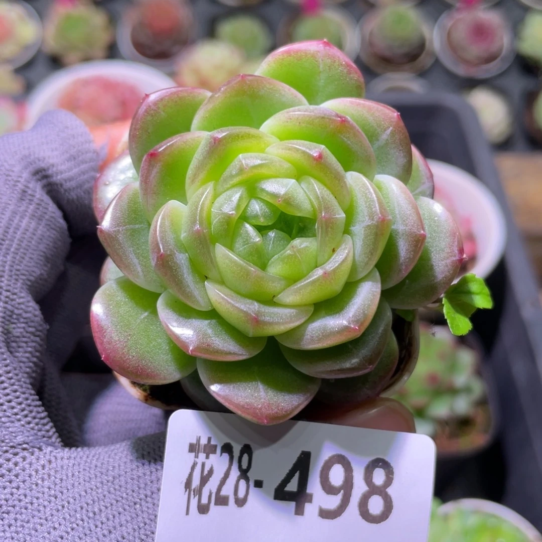 花利美28-498珍妮