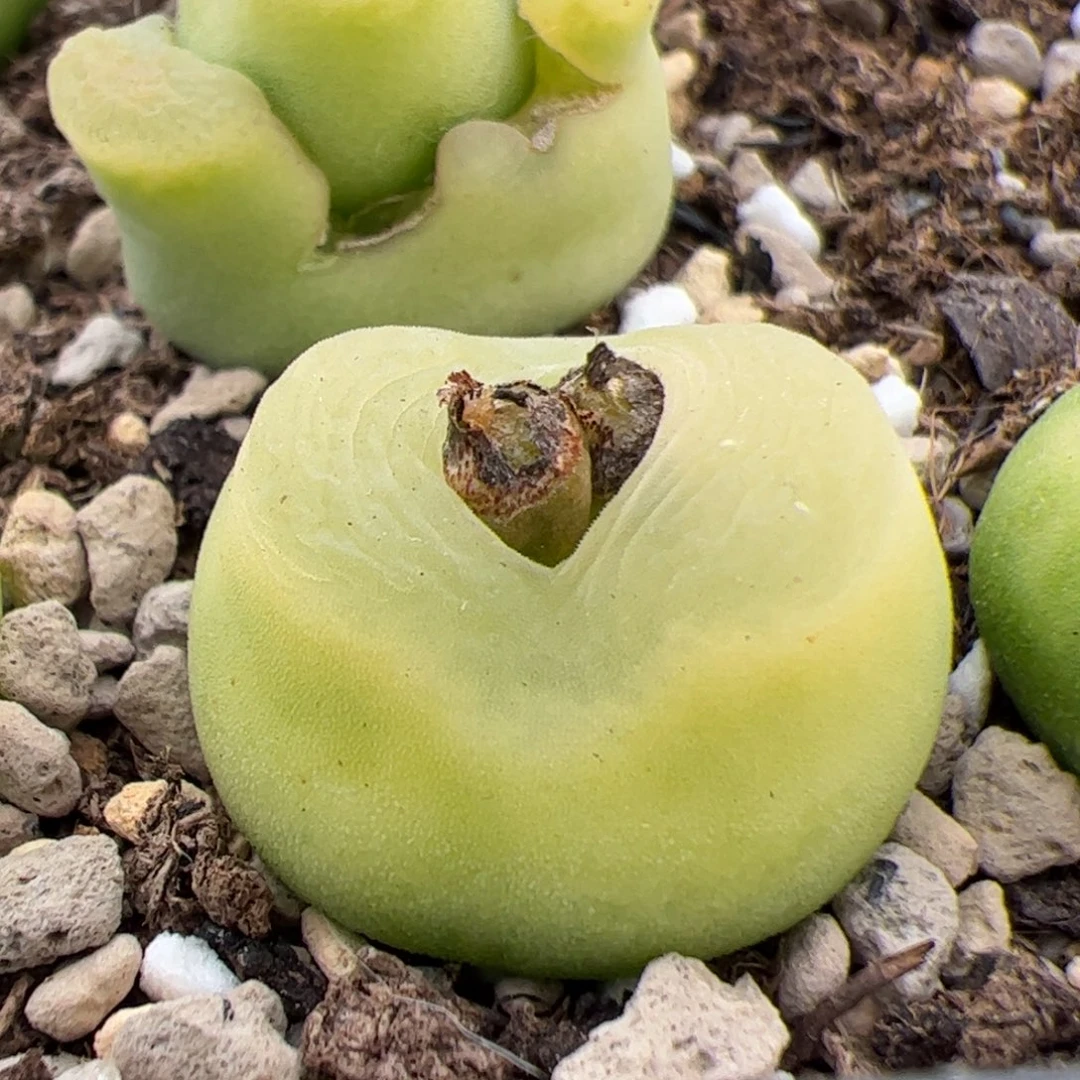 031号O泡 多肉植物