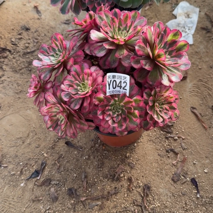 白月光042官服20左右2