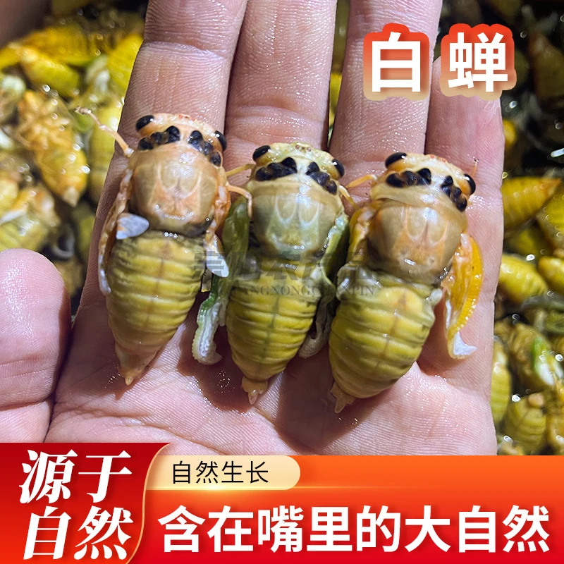 2025山东特产白蝉银蝉嫩知了爬叉猴50只100只200只冷冻发货知了猴