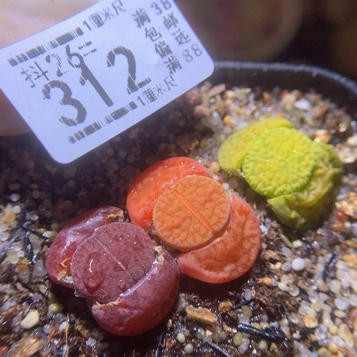 精品生石花26.312