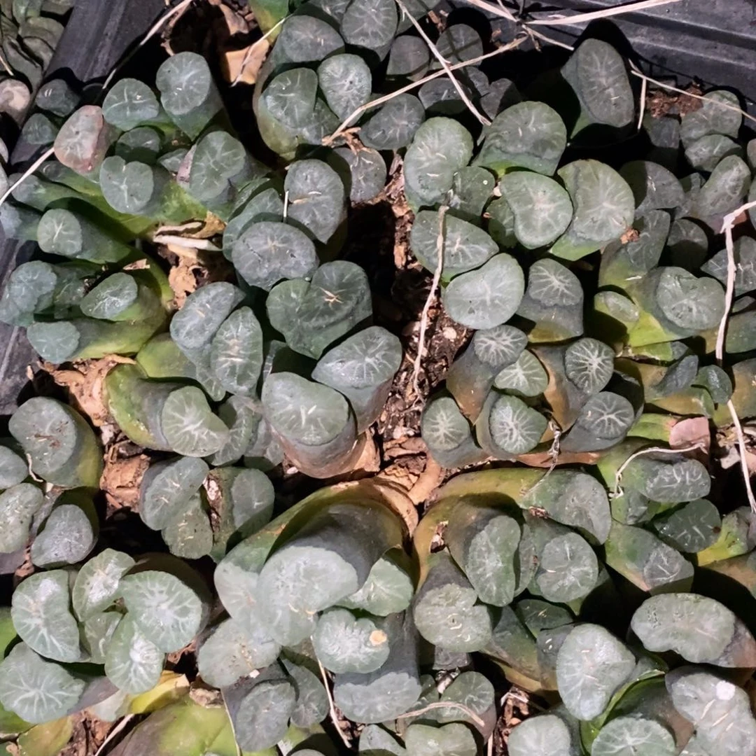 22106 一颗实生超大万象 多品种