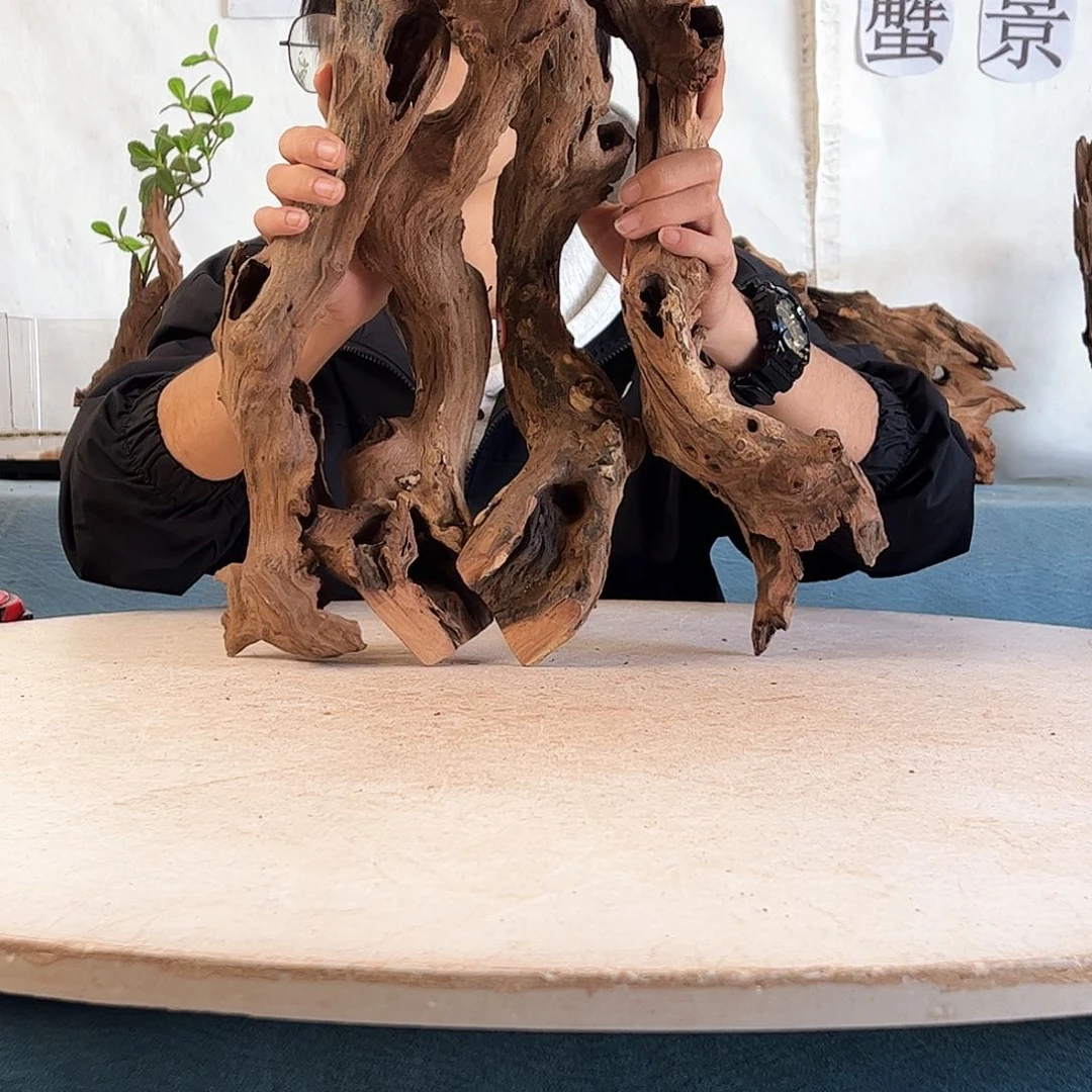 沉木造景爬宠造景