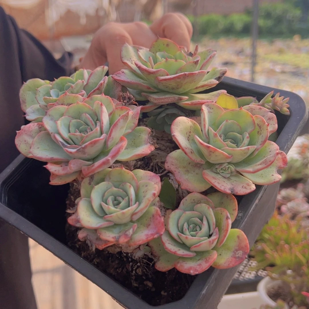 奶油黄桃五头起发