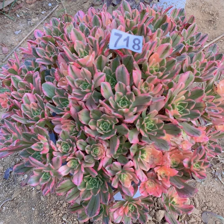 718多肉植物甜茶