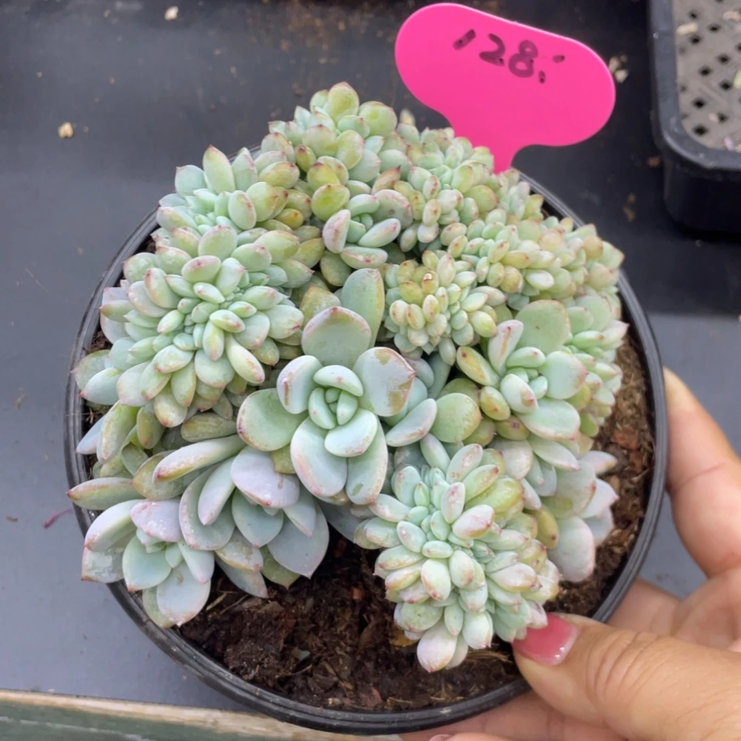 小圆脸星影缀化满天星默认底切128