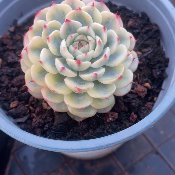 秋可园艺 姬莲腹轮锦