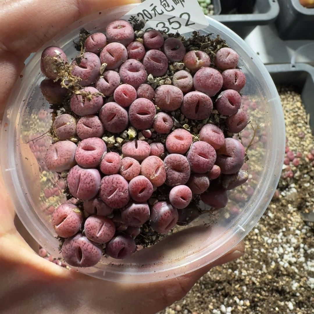 E2352。 紫石榴一盒