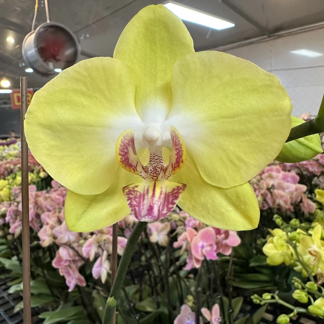 蝴蝶兰【大黄蜂】梦幻浪漫室内高端花卉绿植