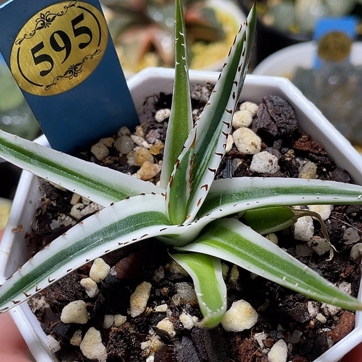 595冰山特选福利一物