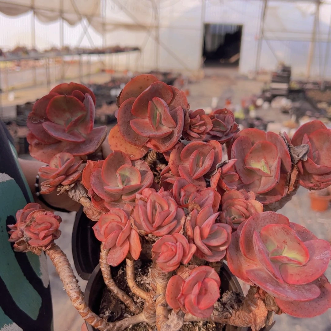 小叶秀妍整桩两颗