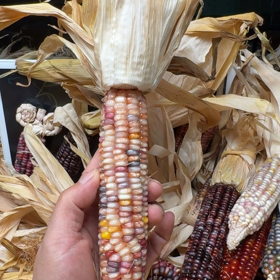 1***6柏香籽/百香籽吊坠