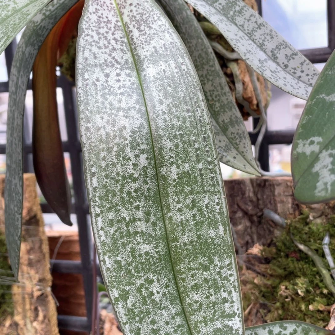 当前无花栽培后可以开花22fa+银叶西板2颗