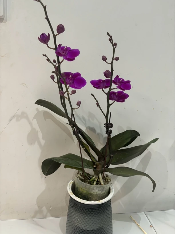 绿植盆栽蝴蝶兰开花植物满天红