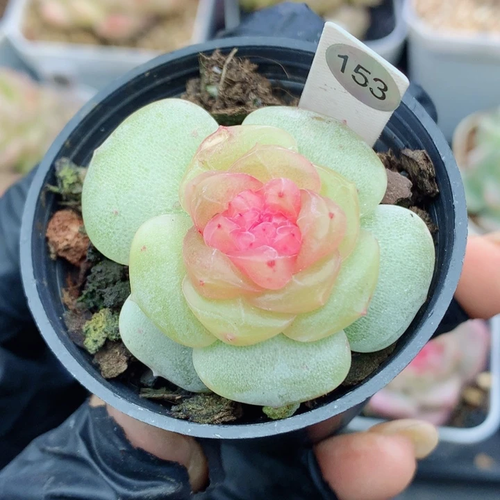 糖心58包邮  群生不包整153