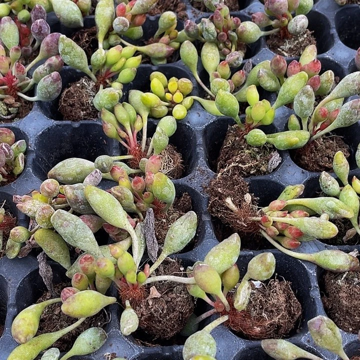 小鼓槌1元带土发货