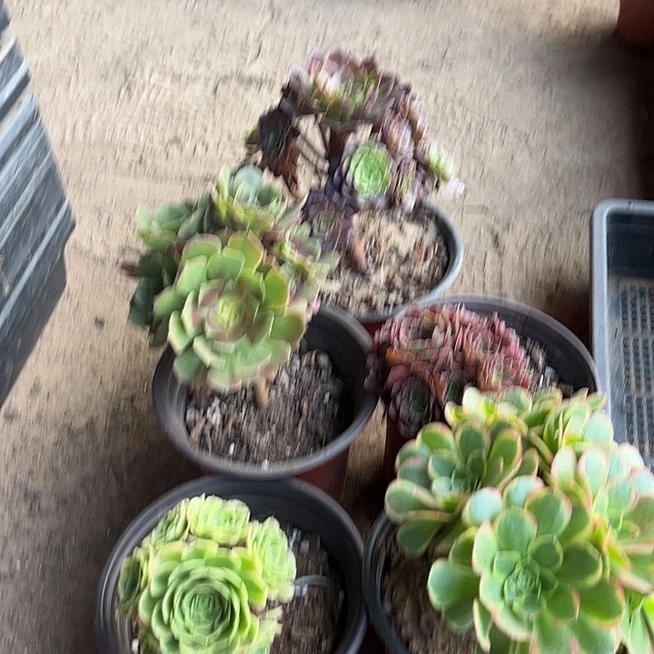 682多肉植物组合，