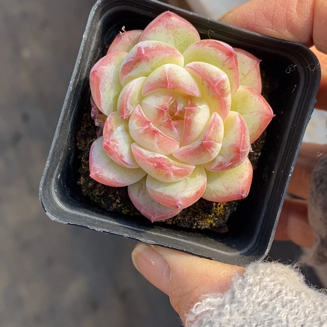 精品多肉一物一拍不包整350