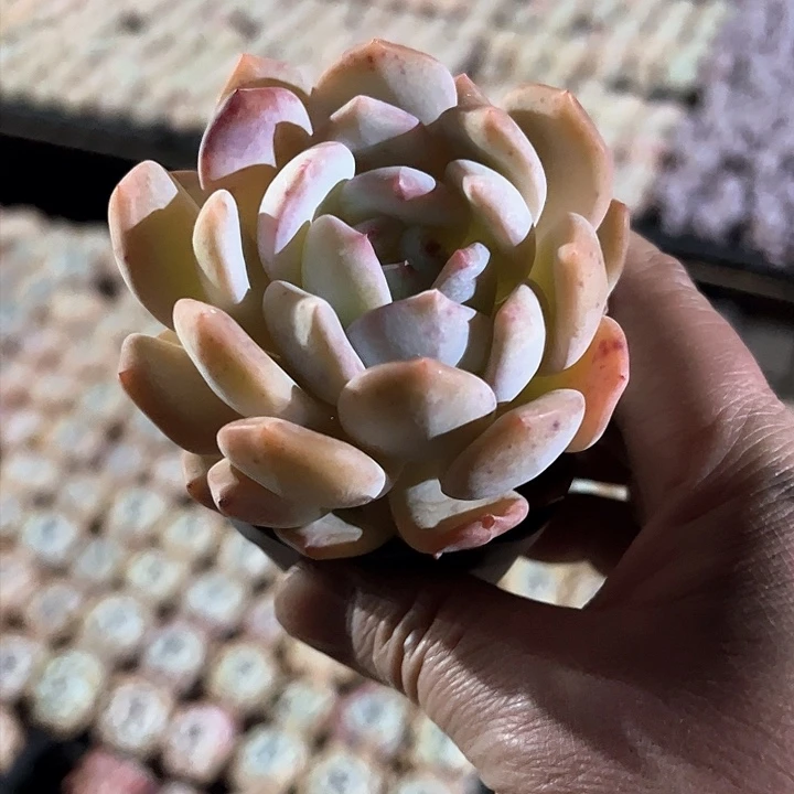 第**钟468多肉植物组合为您打造出