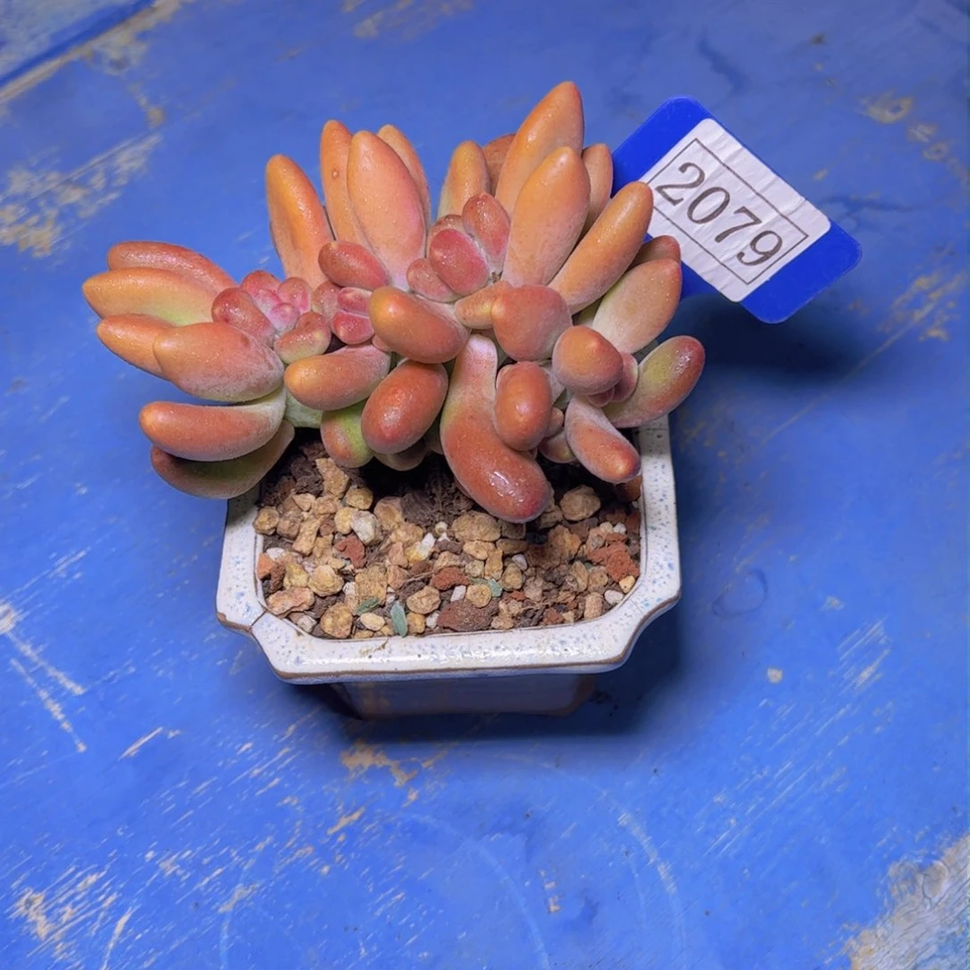 用****2芒果2079多肉植物