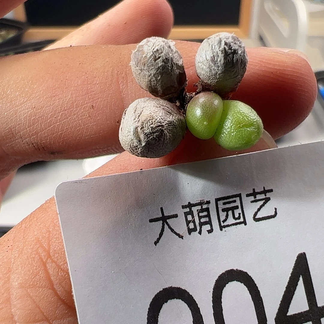 一物一拍。       904