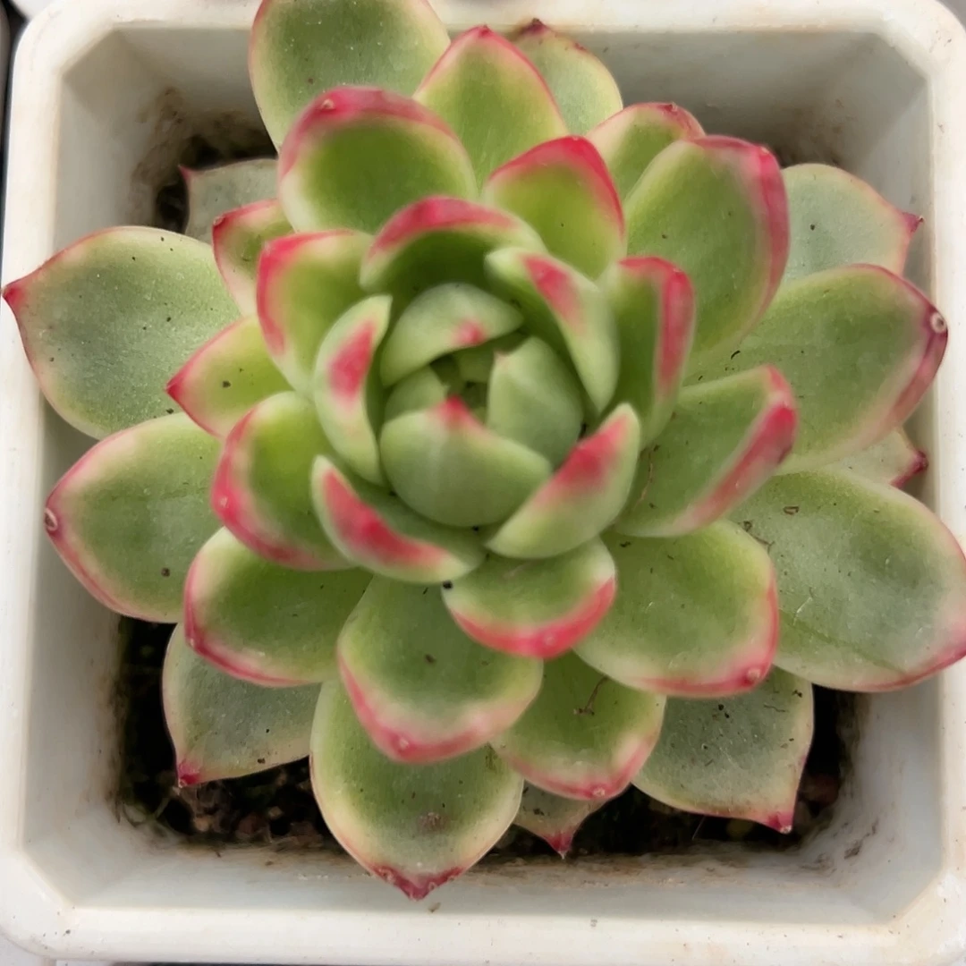 珍妮锦多肉植物锦