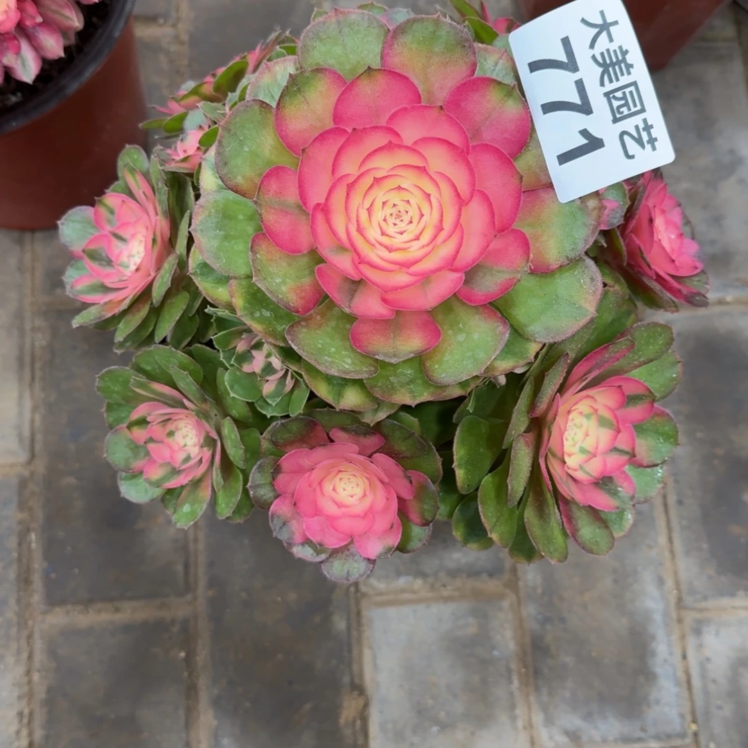 甜****荔枝老桩771肉肉肉肉