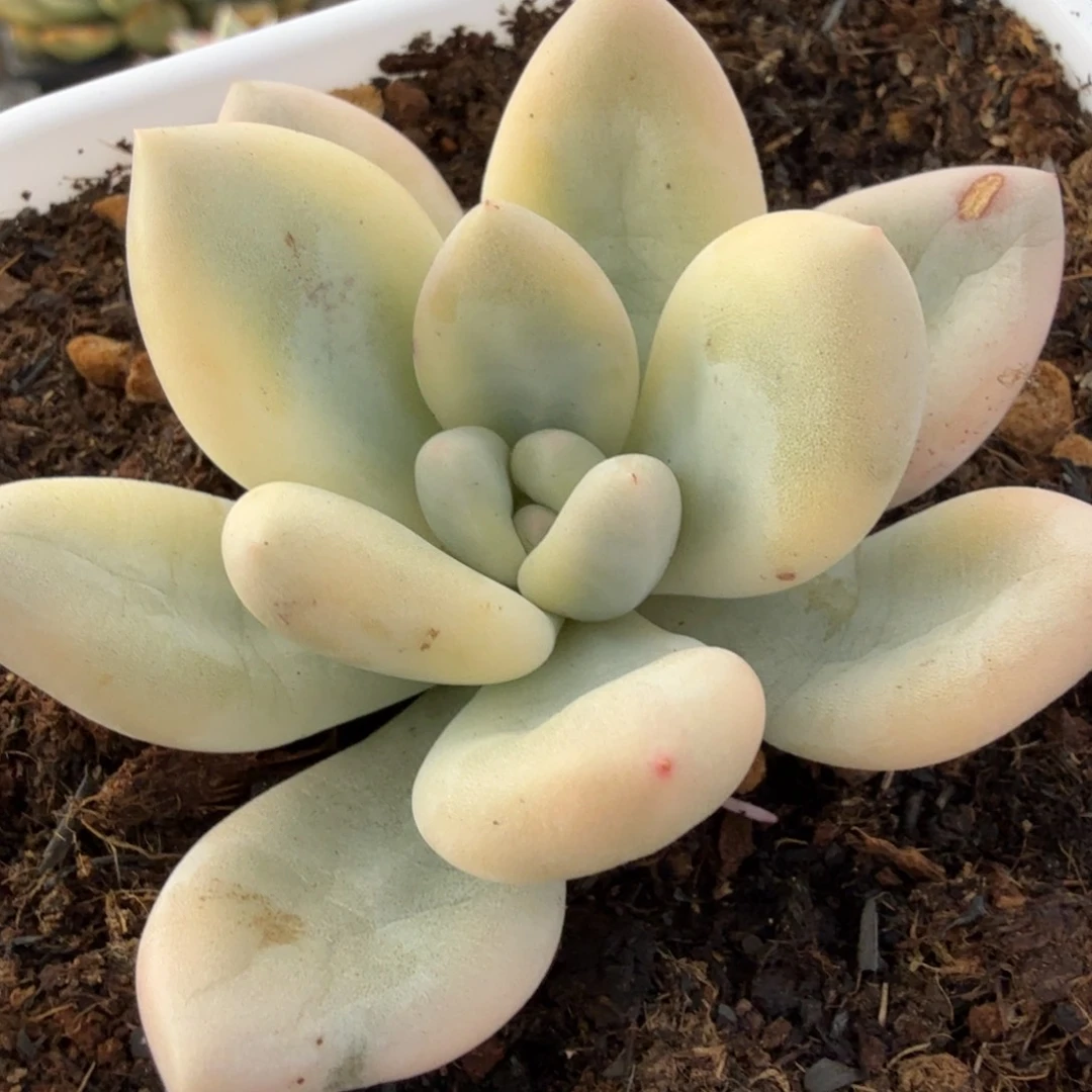 新香水锦多肉锦植物