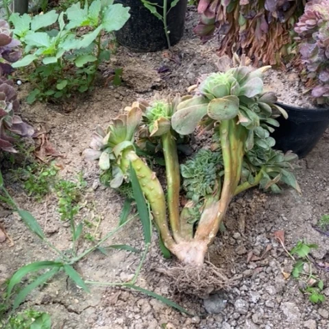 香炉盘缀多肉植物025