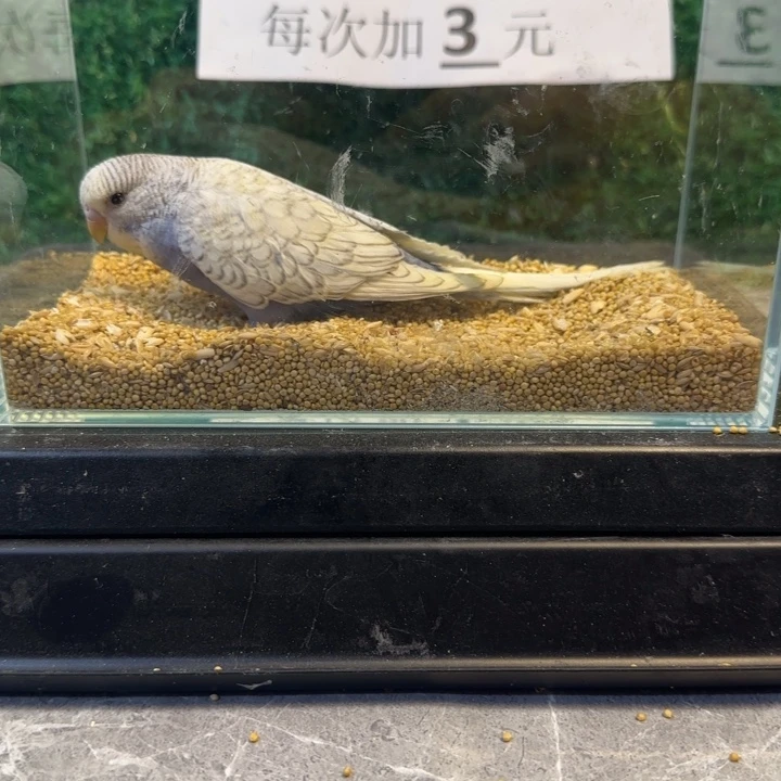 虎皮鹦鹉大头虎皮鹦鹉