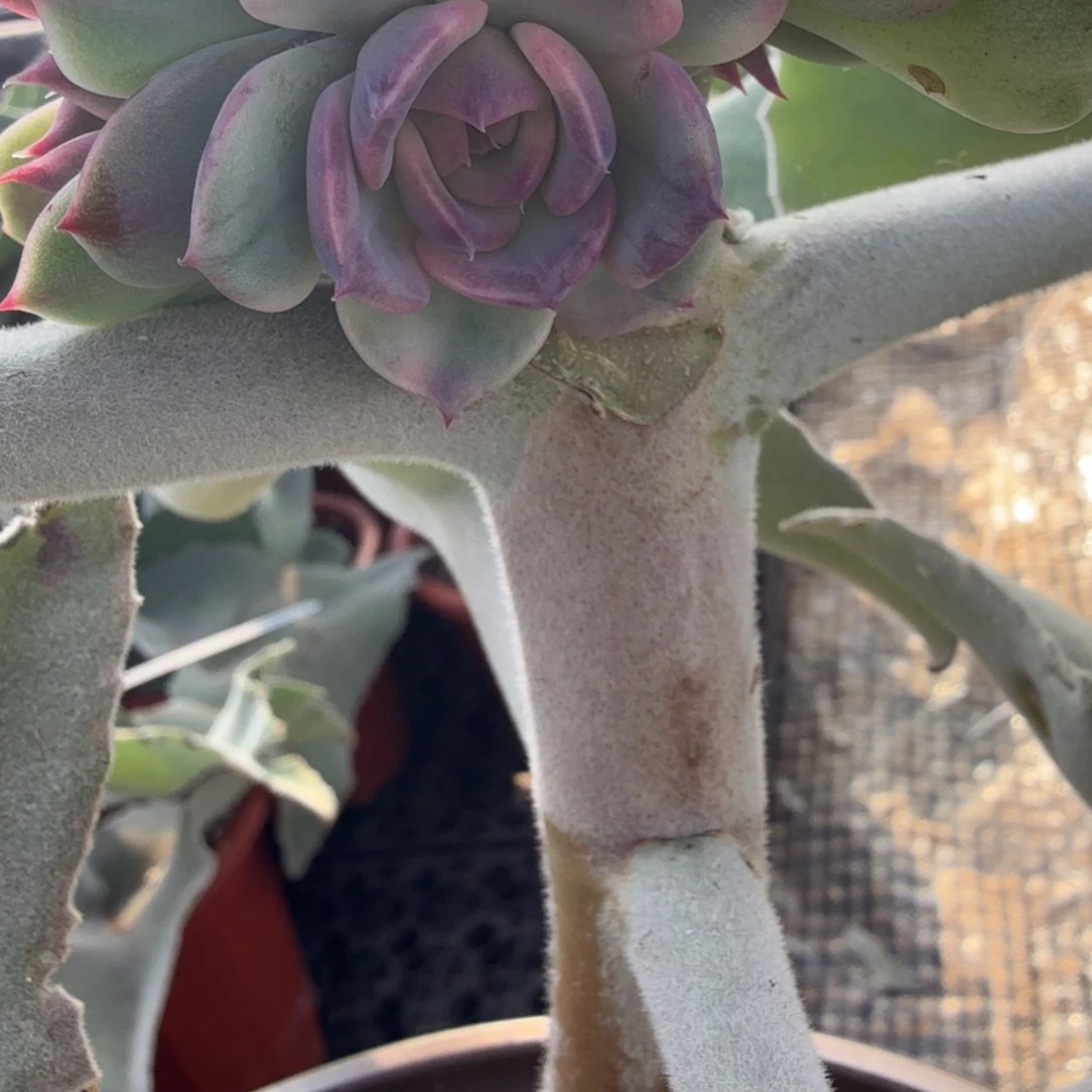 蓝色妖姬锦，多肉锦